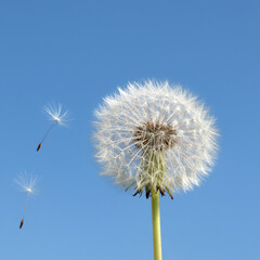 민들레 홀씨 사진