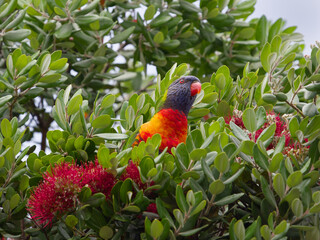Rainbow lorikeet (Trichoglossus haematodus) perched on a flowering New Zealand Christmas bush with red flowers and bright green leaves at Maitland New South Wales Australia.	
