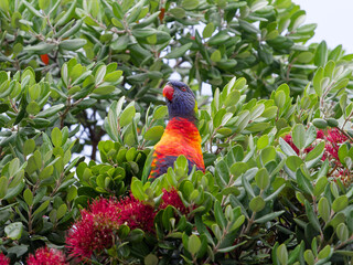 Rainbow lorikeet (Trichoglossus haematodus) perched on a flowering New Zealand Christmas bush with red flowers and bright green leaves at Maitland New South Wales Australia.	
