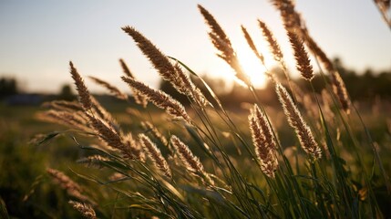 Fototapeta premium Tall grasses sway in the warm golden sunset light filtering through the stalks.