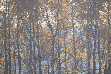 Autumn trees nature landscape, changing seasons photo