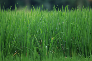 Texture of green fresh grass, rice field close-up
