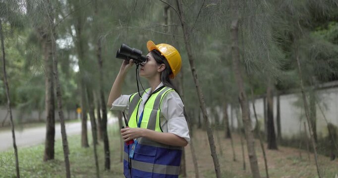 Female environmental engineer conducts field survey in pine forest, measuring, documenting tree diameter for carbon credit verification. Climate action, green forestry, ecological conservation efforts