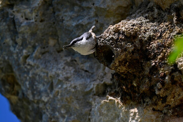 Western rock nuthatch // Felsenkleiber (Sitta neumayer) 