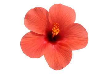 Hibiscus flower blooming, showing vibrant red and pink petals with yellow stamen, transparent background