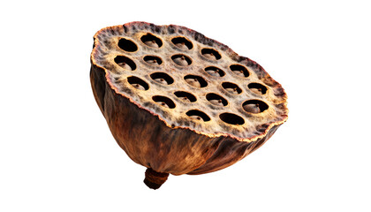 Detailed dried lotus seed pod with multiple empty textured holes and rich brown colors, isolated on a transparent background, perfect for botanical design elements, natural organic compositions, or As
