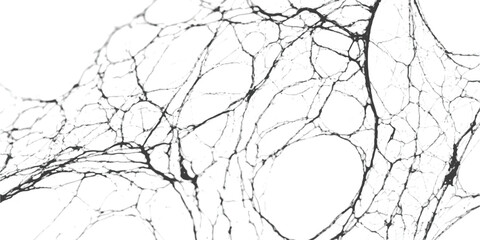 Abstract network of thin black lines on a detailed texture isolated on white background