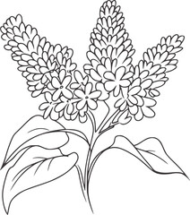 Black and white line drawing of lilac flowers and leaves botanical illustration floral