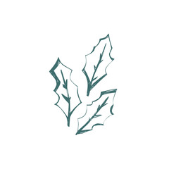 Scandinavian holly leaves illustration in minimal folk art style with hand drawn outline perfect for christmas design and packaging