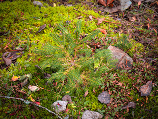 Young spruce tree growing on mossy forest ground with fallen leaves and stones, symbol of forest regeneration and natural growth.