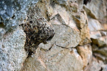 Felsenkleiber-Nest // nest of the Western rock nuthatch (Sitta neumayer) 