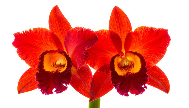 Scarlet Cattleya orchid in sharp detail isolated on transparent background