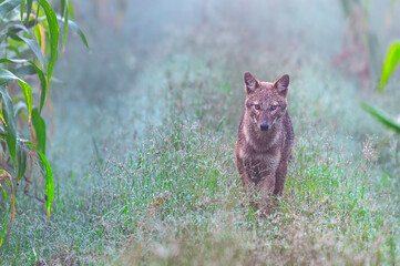 The Indian grey mongoose or Asian grey mongoose is a mongoose species native to the Indian subcontinent and West Asia.