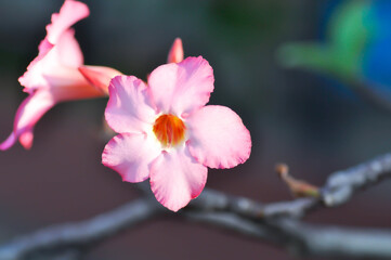 Fototapeta premium Adenium obesum , Desert rose or Mock Azalea or bignonia or Impala lily or APOCYNACEAE or pink Adenium
