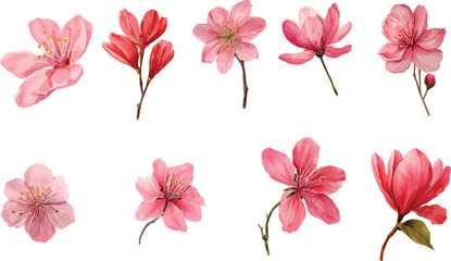 set of flowers isolated on white