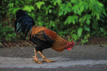 Focused rooster chicken bird walking on rural road pecking at ground. This colorful fowl forages outdoors with lush green natural foliage background