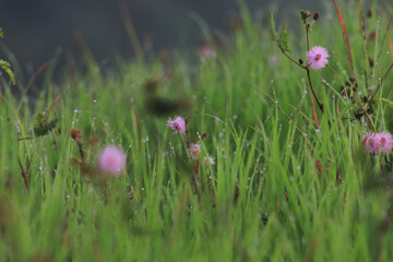 Serene macro view of delicate pink flower blooming in green grass field. This natural background has soft focus, creating peaceful and calm outdoor scene in summer meadow