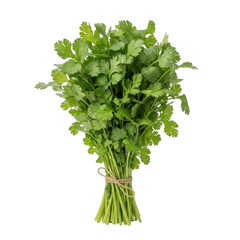 Fototapeta premium A fresh bunch of cilantro herb tied with twine, isolated on a transparent background