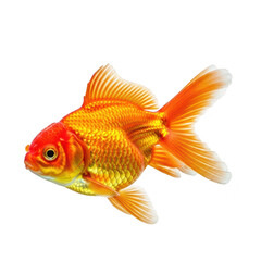 A vibrant orange and gold goldfish with flowing fins swims gracefully, isolated against a clean transparent background
