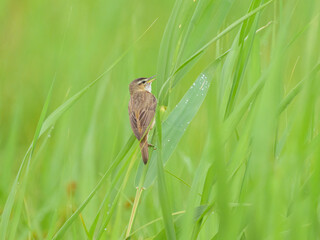 A Sedge Warbler sitting on a plant