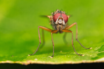 Extreme Macro of a Fly with Red Eyes