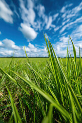 Obraz premium Pastoral field under wide blue sky with clouds