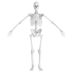 PNG 3D rendering of bones with visible joints and ligaments, ideal for medical, anatomical, and educational projects focused on the musculoskeletal system and joint health