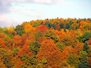 Majestic canopy of autumn forest colors
