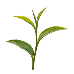 A fresh green tea plant stem with young leaves and buds, isolated on a transparent background