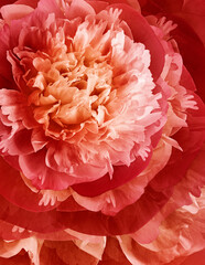 Floral  background. Flowers  peonies and petals peonies. Close up.   Floral spring vertical background.
