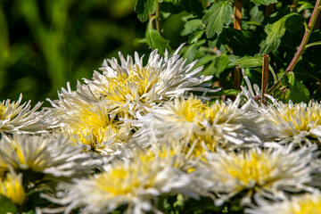 White and yellow grade chrysanthemum flowers, spring concept, chrysanthemum flowers festival