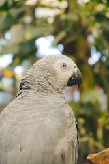 Portrait of Grey Parrot Perched on Tree Branch at Aviary Zoo