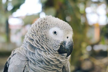Portrait of Grey Parrot Perched on Tree Branch at Aviary Zoo