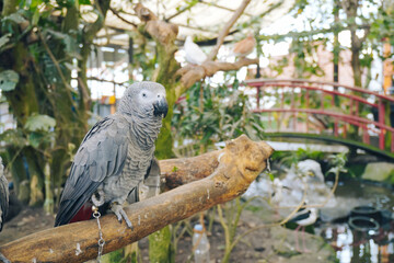 Portrait of Grey Parrot Perched on Tree Branch at Aviary Zoo