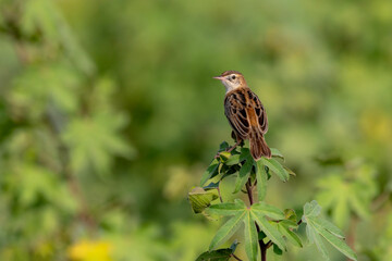 The zitting cisticola or streaked fantail warbler is a widely distributed Old World warbler whose breeding range includes southern Europe, Africa, and southern Asia down to northern Australia