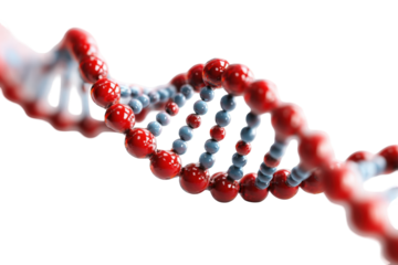 3D rendering of a DNA double helix.  A scientific illustration