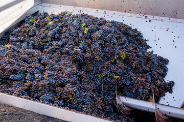 Close-up of red grape destemming and crushing machine in action during wine production process at modern winery