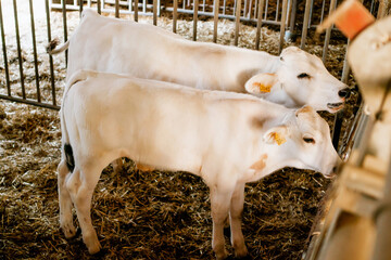 Two white calves with ear tags standing in a barn, showcasing modern livestock identification and ethical cattle farming environment