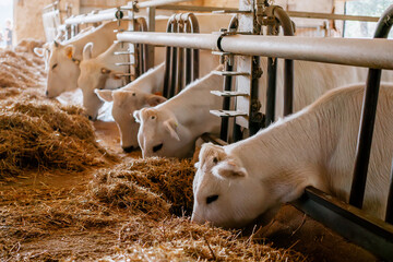 White dairy cows eating hay in a modern barn stall at a rural livestock farm, agricultural feeding concept