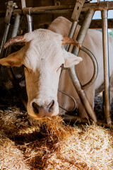 Close-up of a white cow eating hay inside a barn, showcasing livestock feeding and agricultural routine in a rural farm setting