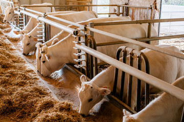 White dairy cows eating hay in a modern barn stall at a rural livestock farm, agricultural feeding concept