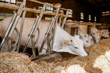 White dairy cows eating hay in a modern barn stall at a rural livestock farm, agricultural feeding concept