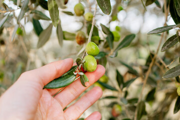 Hand gently holding green olives on olive tree branch in natural sunlight, Mediterranean agriculture concept