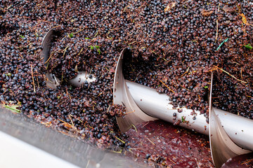 Close-up of red grape destemming and crushing machine in action during wine production process at modern winery