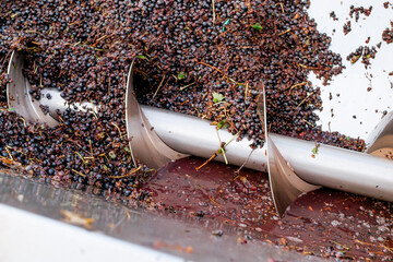 Close-up of red grape destemming and crushing machine in action during wine production process at modern winery