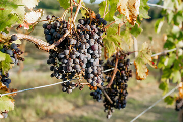 Ripe dark grapes hanging on vine in autumn vineyard during harvest season at sunset, close-up view of grape clusters ready for winemaking