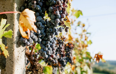 Ripe dark grapes hanging on vine in autumn vineyard during harvest season at sunset, close-up view of grape clusters ready for winemaking