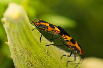 Mating Milkweed Bugs on a Plant Stem