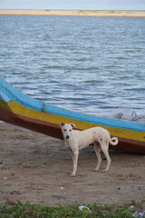Dog near fishing boat