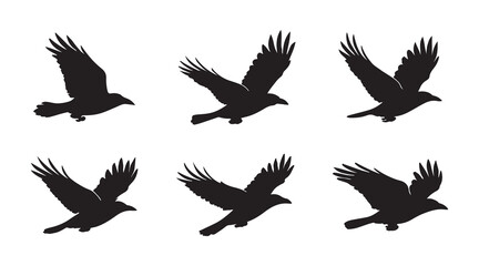 flying crow silhouette bundle collection